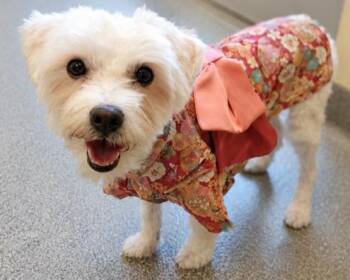 JENNY -  Maltese and Poodle Dog for Adoption in Tustin, California - JENNY | PetCurious