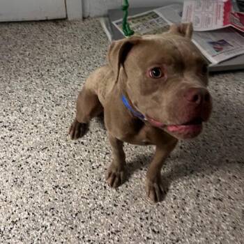 Goofy -  American Bulldog Dog for Adoption in Hattiesburg, Mississippi - Goofy | PetCurious