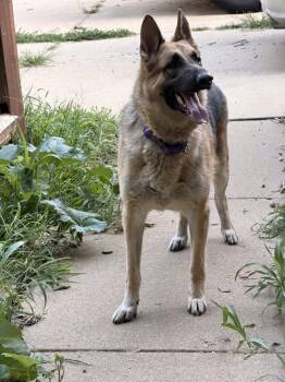 Sparky -  German Shepherd Dog Dog for Adoption in Chesterfield, Missouri - Sparky | PetCurious