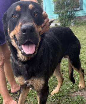 Rottweiler Dogs Available for Adoption in San Antonio, Texas - SAWYER | PetCurious