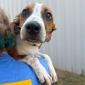 Grace -  Pointer and Mixed Breed Dog for Adoption in Tulsa, Oklahoma - Grace | PetCurious