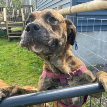 Rescue Mixed Breed Dogs for Adoption in Glenfield, New York - Dennis | PetCurious