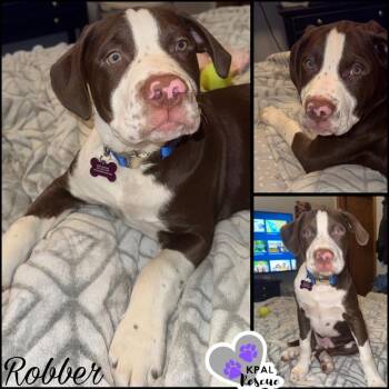 Mixed Breed Dogs Available for Adoption - Robber - Cops & Robbers Litter | PetCurious