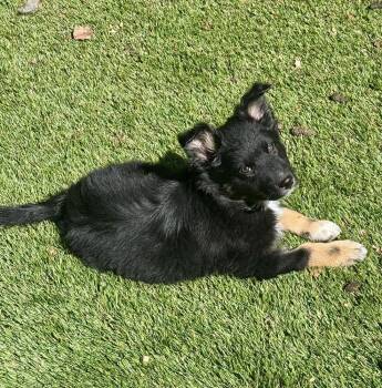 Australian Cattle Dog Blue Heeler and Shepherd Dogs Available for Adoption in Lafayette, Colorado - Buddy | PetCurious
