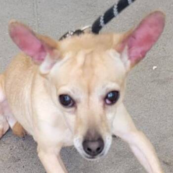 Max -  Mixed Breed Dog for Adoption in Las Cruces, New Mexico - Max | PetCurious