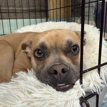 Chihuahua and French Bulldog Dogs Available for Adoption in Patchogue, New York - Ojitos | PetCurious