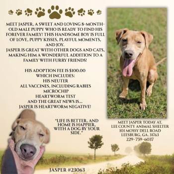 Jasper -  Labrador Retriever Dog for Adoption in Leesburg, Georgia - Jasper | PetCurious