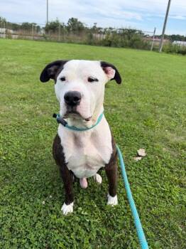 Zeus - Fee Waived -  American Staffordshire Terrier Dog for Adoption in Pierceton, Indiana - Zeus - Fee Waived | PetCurious