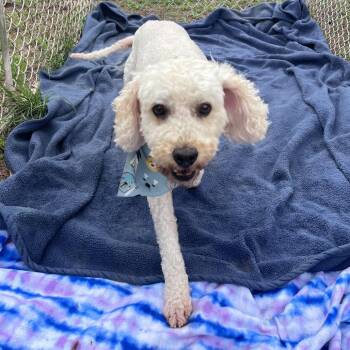 Poodle and Mixed Breed Dogs Available for Adoption in Houston, Texas - Koko Constantine | PetCurious