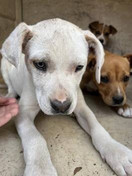 Pit Bull Terrier and Mixed Breed Dogs Available for Adoption - A471082 | PetCurious