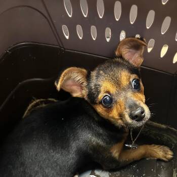 Mixed Breed Dogs Available for Adoption in Gadsden, Alabama - Reeses Puppycups | PetCurious