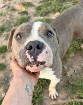 Terrier Dogs Available for Adoption in Calera, Alabama - Lana | PetCurious