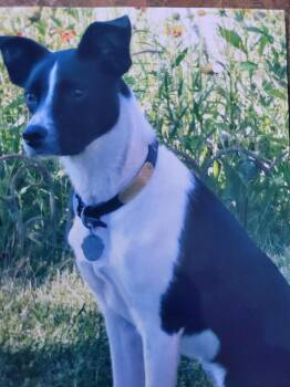 Mixed Breed Dogs Available for Adoption in Polson, Montana - Heidi - Courtesy Listing Please See Info  | PetCurious