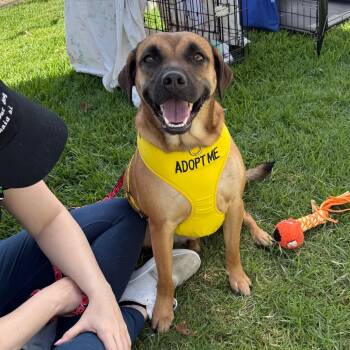 Rescue Shepherd and Boxer Dogs for Adoption in San Jacinto, California - Snow White | PetCurious