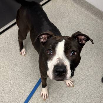 Rescue Mixed Breed Dogs for Adoption in Naperville, Illinois - Prada | PetCurious