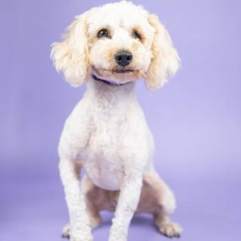 Tanner -  Poodle Dog for Adoption in Portland, Oregon - Tanner | PetCurious
