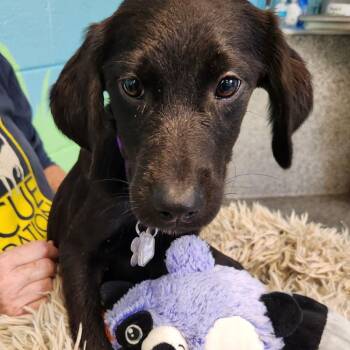 Rockstar Pup: Elton -  Labrador Retriever and Mixed Breed Dog for Adoption in Falls Church, Virginia - Rockstar Pup: Elton | PetCurious