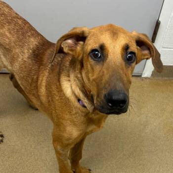 Scooby -  Hound and Mixed Breed Dog for Adoption in Corpus Christi, Texas - Scooby | PetCurious
