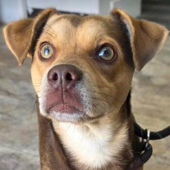 Chihuahua Dogs Available for Adoption in Fort Collins, Colorado - Molinar | PetCurious