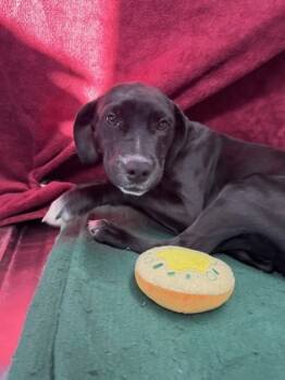 Rescue Labrador Retriever and Mixed Breed Dogs for Adoption in Yakima, Washington - Bailey | PetCurious