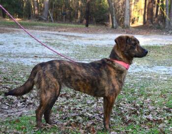 Dutch Shepherd Dogs Available for Adoption - Lucy | PetCurious