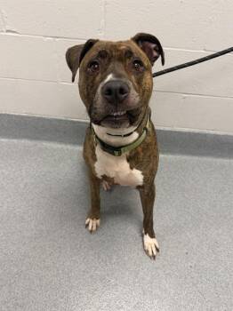 HOSS -  Boxer Dog for Adoption in Indianapolis, Indiana - HOSS | PetCurious