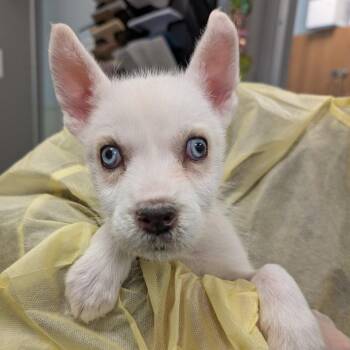 Breeze -  Mixed Breed Dog Available for Adoption in New Castle, Delaware - Breeze | PetCurious