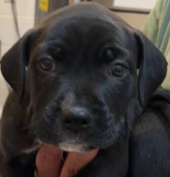 TROOPER -  Pit Bull Terrier Dog for Adoption in Elizabethton, Tennessee - TROOPER | PetCurious