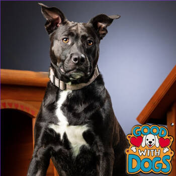 Rescue Black Labrador Retriever Dogs for Adoption in Jupiter, Florida - Rosalie | PetCurious