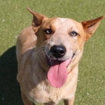 Mixed Breed Dogs Available for Adoption in Athens, Georgia - Ella | PetCurious