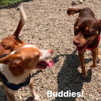 Kylo & Deke -  Chihuahua and Miniature Pinscher Dog for Adoption in Marseilles, Illinois - Kylo & Deke | PetCurious