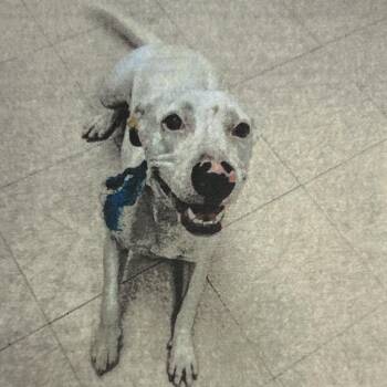 Zero -  Mixed Breed Dog for Adoption in Jupiter, Florida - Zero | PetCurious