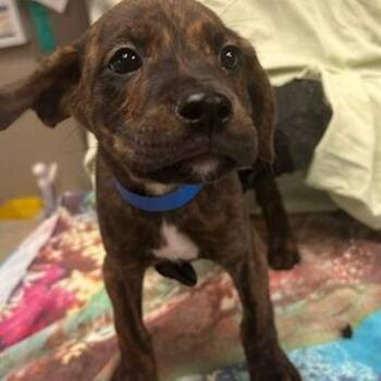 Mixed Breed Dogs Available for Adoption in Knoxville, Tennessee - Veggie Burger | PetCurious