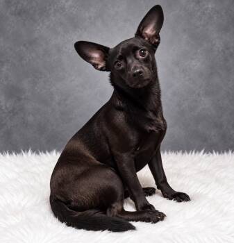 Bean -  Mixed Breed Dog for Adoption in Ocala, Florida - Bean | PetCurious