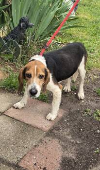 Beagle Dogs Available for Adoption in Rustburg, Virginia - Beanie - At Shelter Available 5/12 | PetCurious