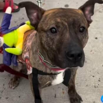 Rescue American Staffordshire Terrier and Boxer Dogs for Adoption - TIGER | PetCurious