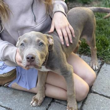 Violet -  Weimaraner and American Staffordshire Terrier Dog for Adoption in Chatham, New Jersey - Violet | PetCurious