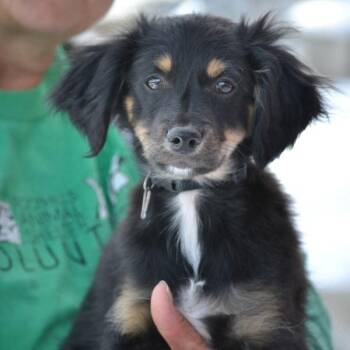 Bear -  Australian Shepherd and Dachshund Dog for Adoption in Golden, Colorado - Bear | PetCurious
