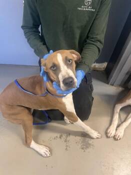 PATCH -  Treeing Walker Coonhound and Mixed Breed Dog for Adoption in Tallahassee, Florida - PATCH | PetCurious