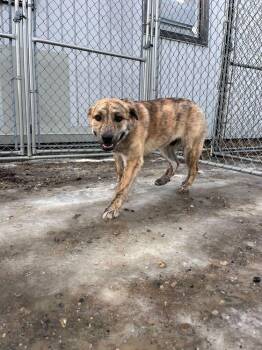 Pit Bull Terrier and Mixed Breed Dogs Available for Adoption in Calgary, Alberta - Conan | PetCurious