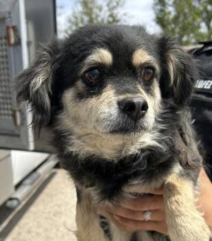 Chihuahua and Maltese Dogs Available for Adoption in Victorville, California - Petunia | PetCurious