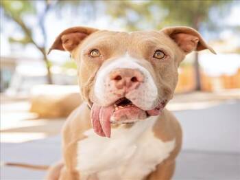 DUSTY -  Pit Bull Terrier Dog for Adoption in Las Vegas, Nevada - DUSTY | PetCurious