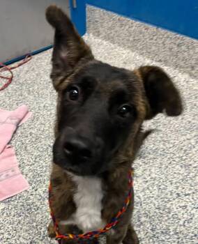 Booster -  German Shepherd Dog Dog for Adoption in Golden, Colorado - Booster | PetCurious