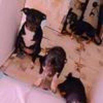 AMELIO -  Jack Russell Terrier Dog for Adoption in West Palm Beach, Florida - AMELIO | PetCurious