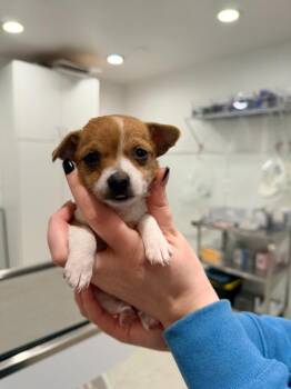 Chihuahua Dogs Available for Adoption - Pup 2 | PetCurious