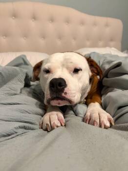 Mabel -  Pit Bull Terrier Dog for Adoption in Mooresville, North Carolina - Mabel | PetCurious