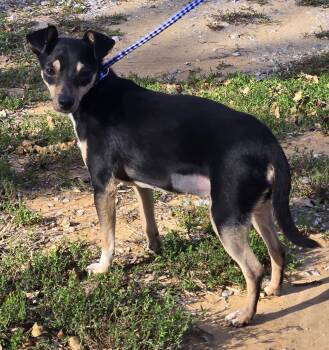 Rescue Chihuahua Dogs for Adoption in New Berlin, Wisconsin - DUCKY    $425 | PetCurious