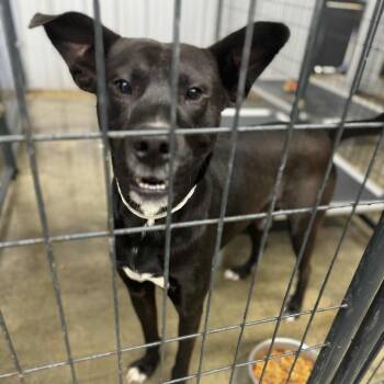 Rescue Black Labrador Retriever and Labrador Retriever Dogs for Adoption in Parrish, Alabama - Crunch Wrap | PetCurious