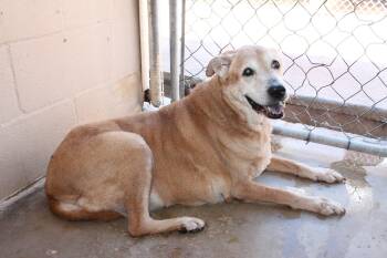 Abby -  Labrador Retriever Dog for Adoption in Blue Springs, Missouri - Abby | PetCurious