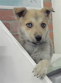 Belgian Shepherd Malinois Dogs Available for Adoption - A2066015 | PetCurious